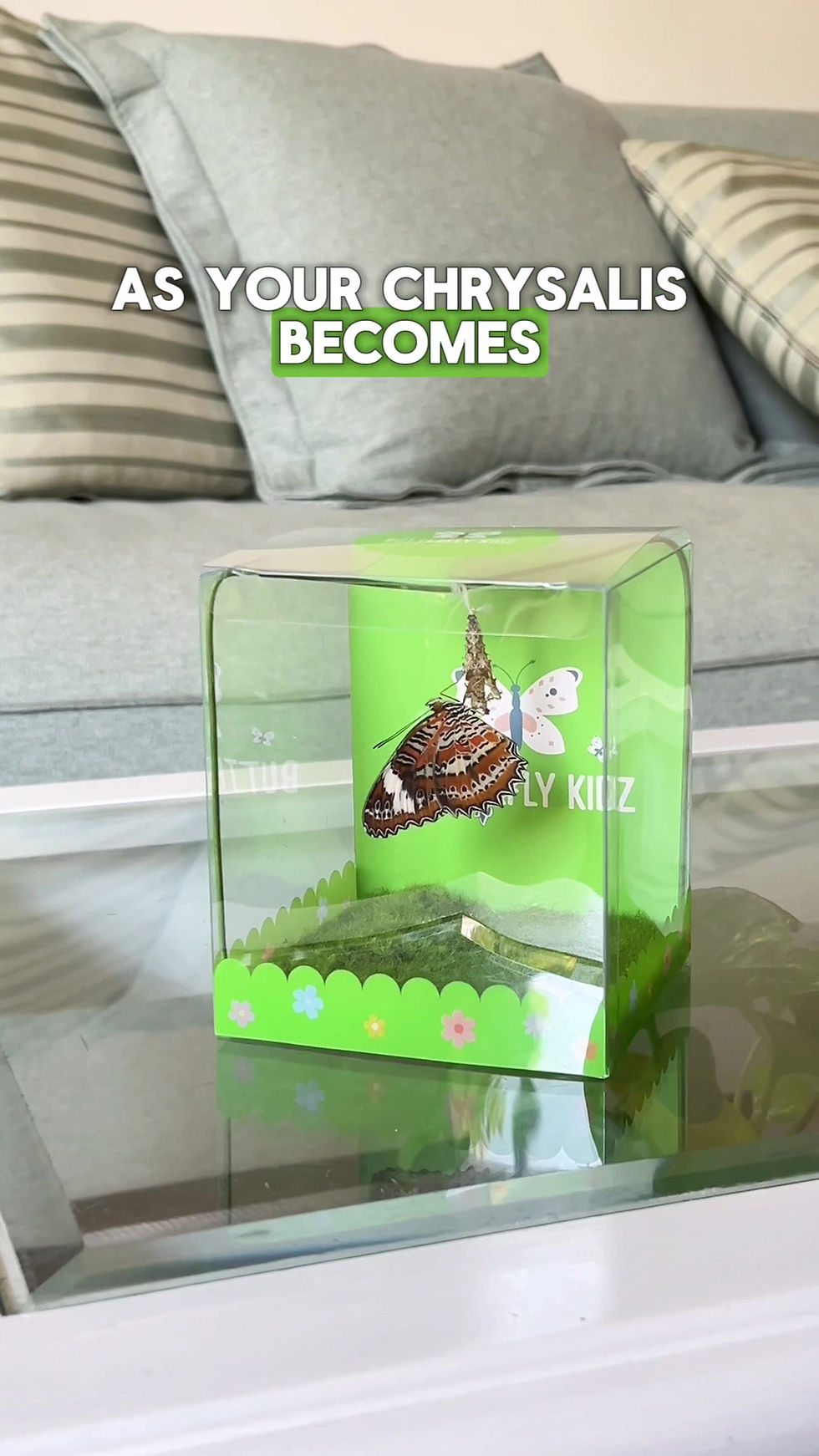 Thumbnail: Butterfly Hatching Kit