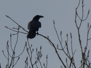 Golf Course Wildlife News Update