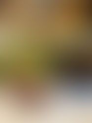 Ça faisait un moment que je voulais venir manger au restaurant Zitbödeli à Abländschen, ou plutôt y revenir, puisque j’y avais déjà mangé la fondue dans l’igloo, chez eux.