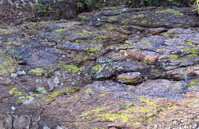 Colorful lichen on a rock slab