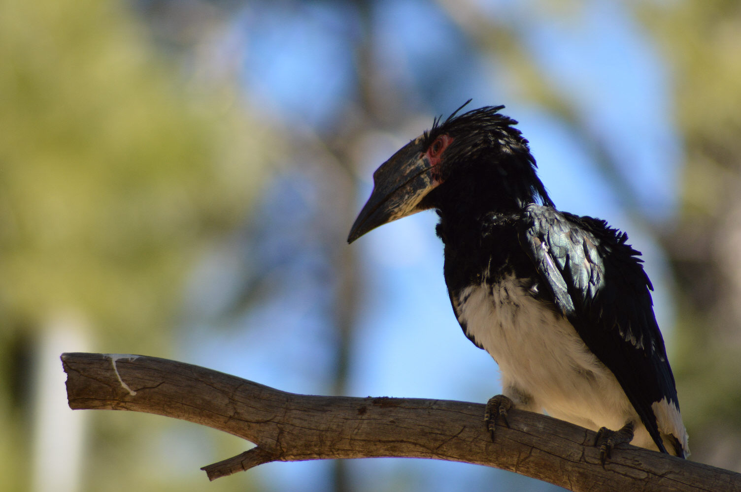 The Perch Of Seriema