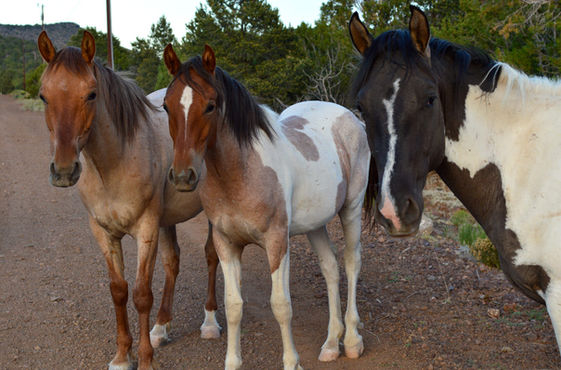 3 wild horses