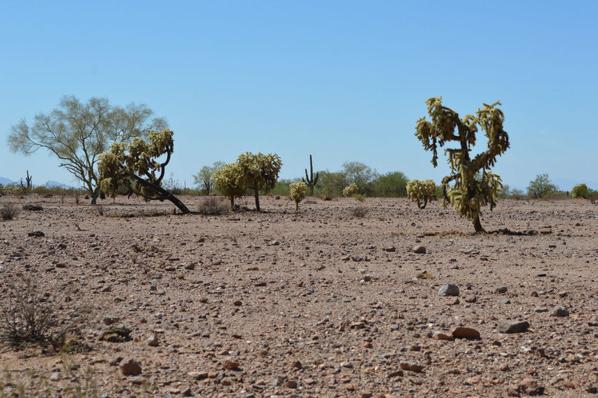 A view of the Senora desert floor