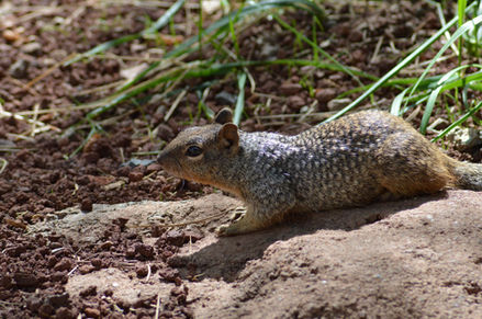 a squirrel on a rock in the sun