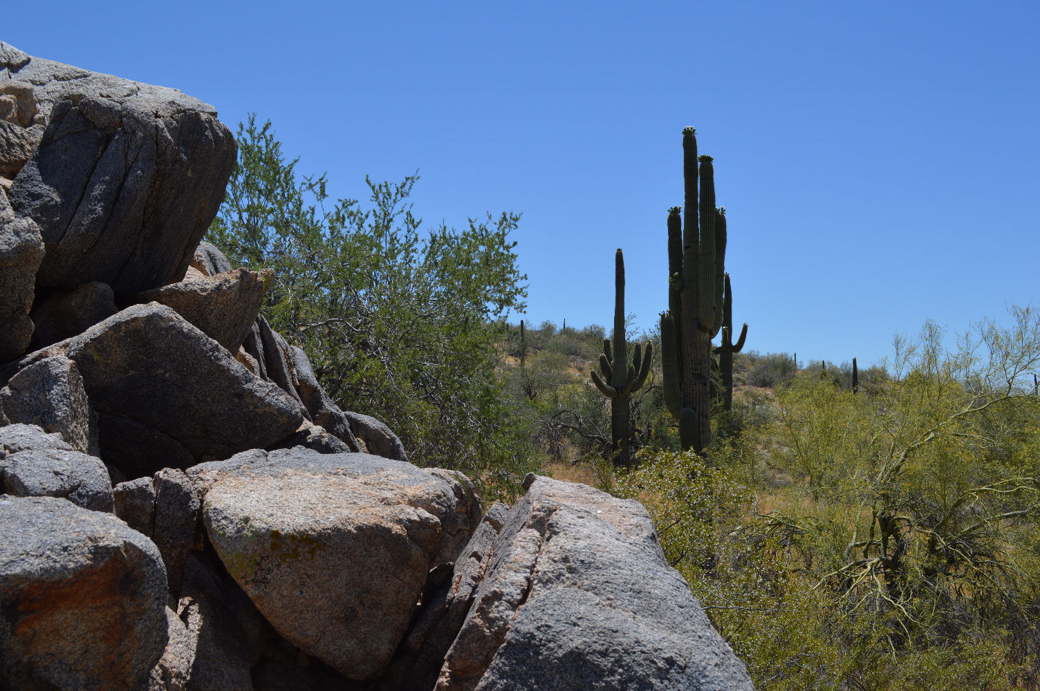 Saguaro Beyond The Rocks