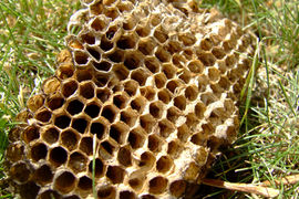 abandoned paper wasp nest lying in the grass
