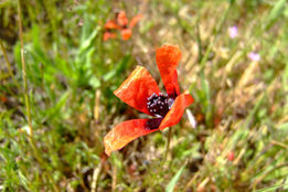4 petal, red poppy