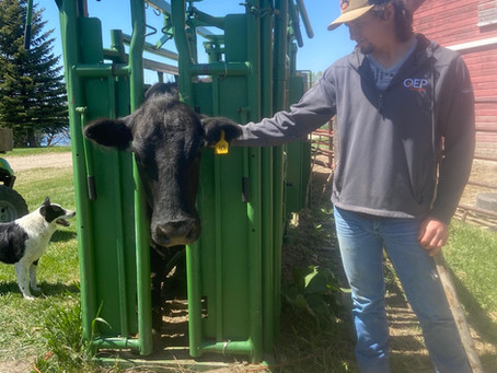 CALVING IS MY FAVORITE SEASON!