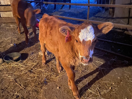 Always happy to take full custody when a calf is failing to survive!