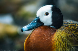White Face Whistling Duck
