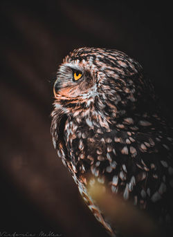 Burrowing Owl1