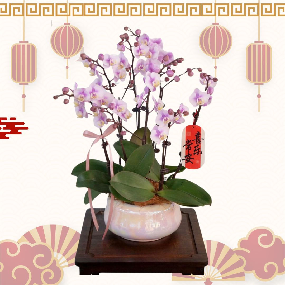 Auspicious Orchid Blessings 吉祥蘭語