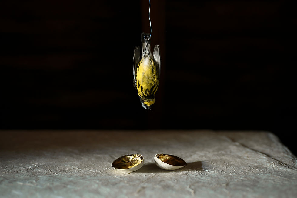 Yellow Bird & Gold Clams