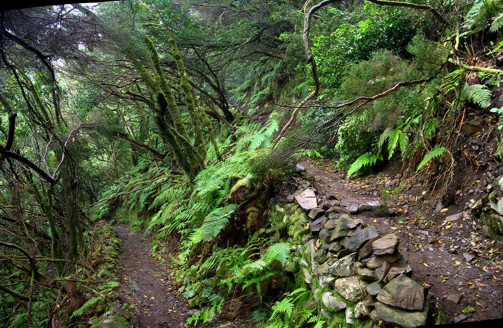 MONTEVERDE.jpg