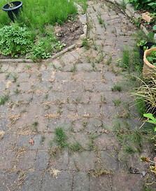 Before image of block paving soiled and covered in white lichen and marestail weeds
