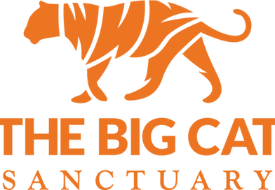 big cat.png