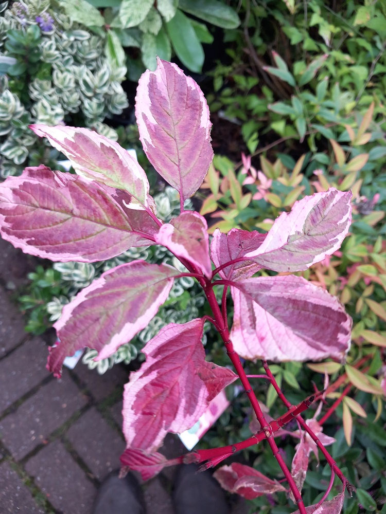 Thumbnail: Sale! Dogwood Cornus Alba Sibirica Variegata Red Stemmed Silver Green