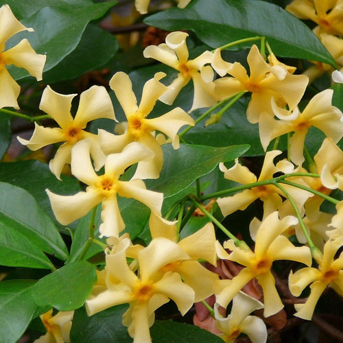 Star Jasmine climber, Trachelospermum Toscane