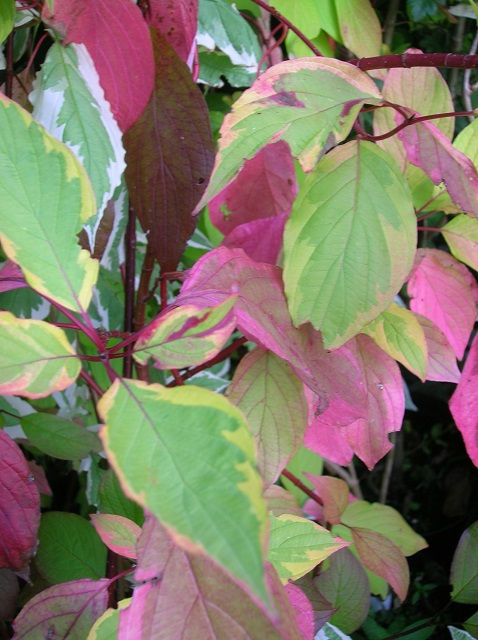 Thumbnail: Lg Dogwood Cornus Alba Elegantissima Silver Variegated