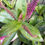 Thumbnail: Pink-purple Flowered HEBE rounded Evergreen Shrub 17cms pot