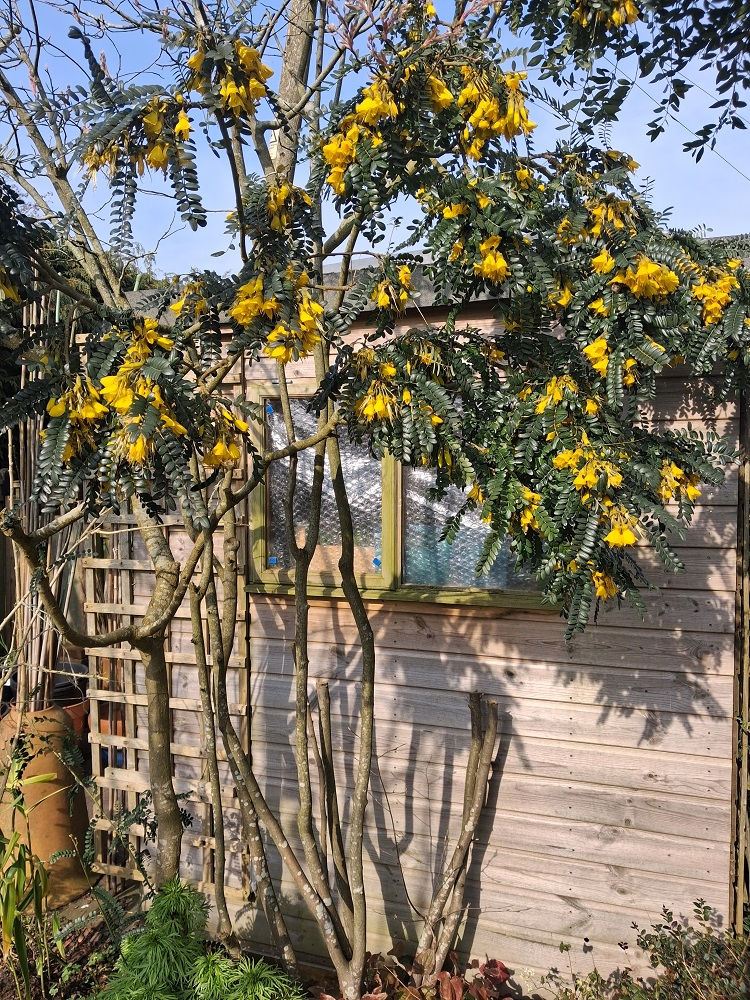 Thumbnail: Unusual Evergreen Small Tree SOPHORA "Sun King" 3litre Pot