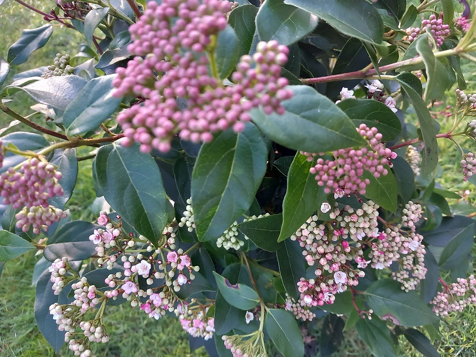 Thumbnail: XLg Viburnum Tinus EVE PRICE Evergreen Shrub, 5litre pot