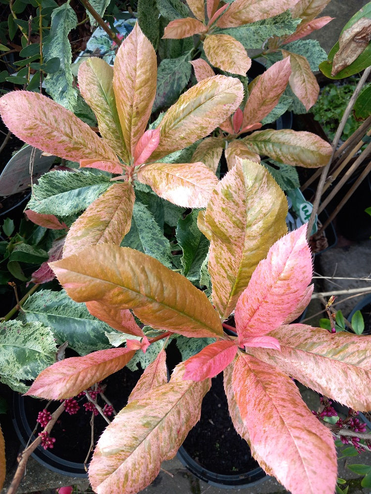 Thumbnail: PHOTINIA Serratifolia PINK CRISPY Evergreen Shrub or Hedge Plant 5lit