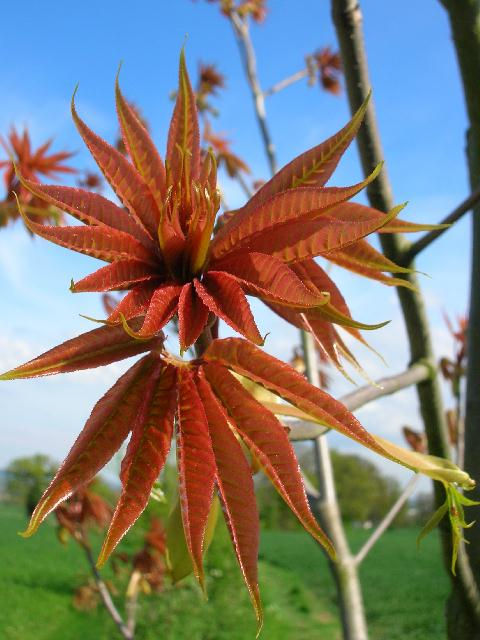 Lg Rare ERYTHROBLASTOS Chinese or Indian CHESTNUT Aesculus Tree