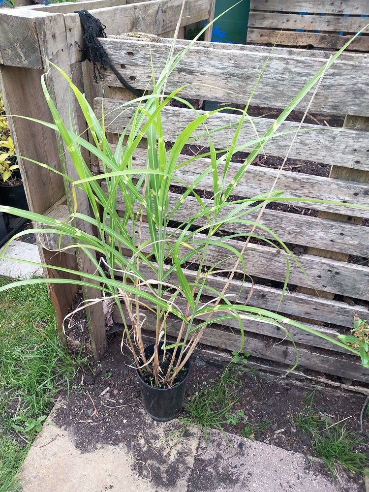 Thumbnail: Sale! 3-4ft Miscanthus Zebrina or Zebra Grass