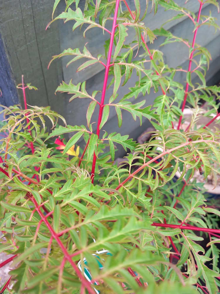 Thumbnail: XL SUMACH RHUS GLABRA "LACINATA" Small Tree Shrub 5L pot
