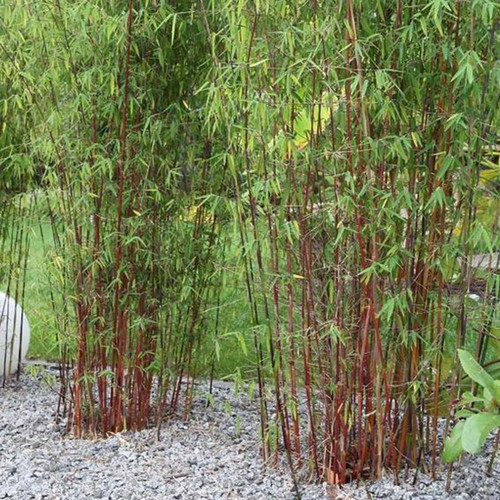 Red Bamboo, Fargesia Asian Wonder plant