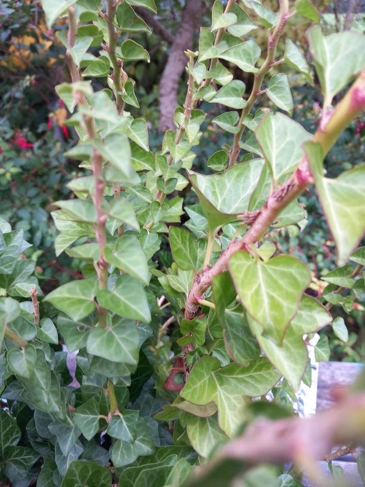 Thumbnail: XL Unusual Hedera Helix "ERECTA", evergreen Ivy upright SHRUB