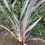 Thumbnail: XL Hardy Tropical New Zealand Flax PHORMIUM PINK STRIPE