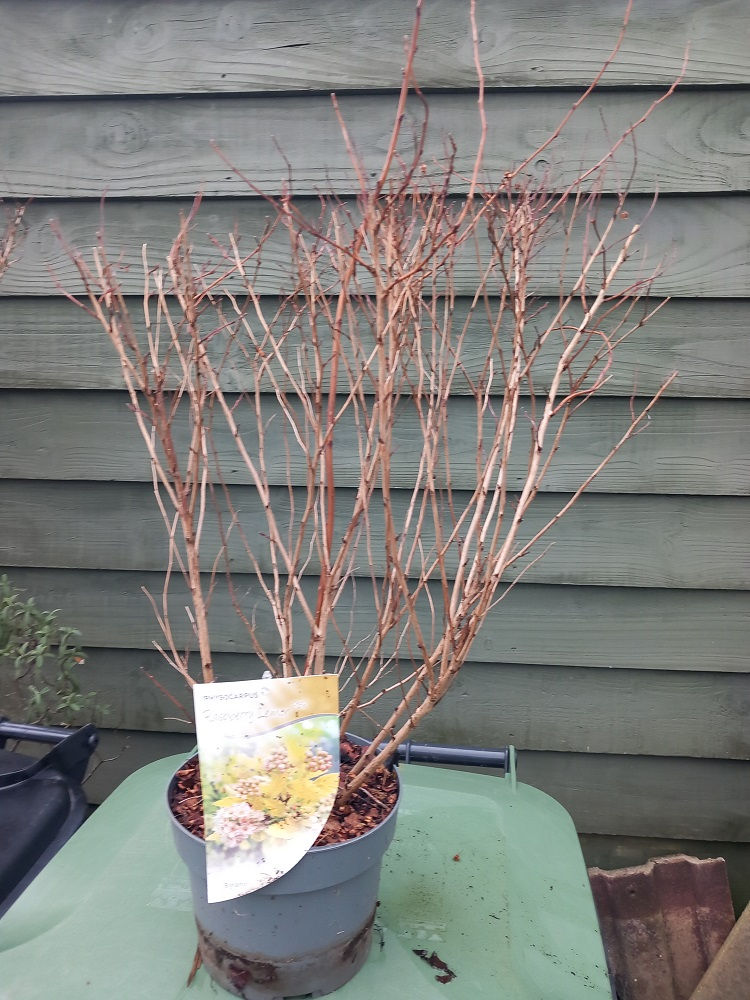 Thumbnail: Sale! PHYSOCARPUS "Raspberry Lemon" Flowering Shrub
