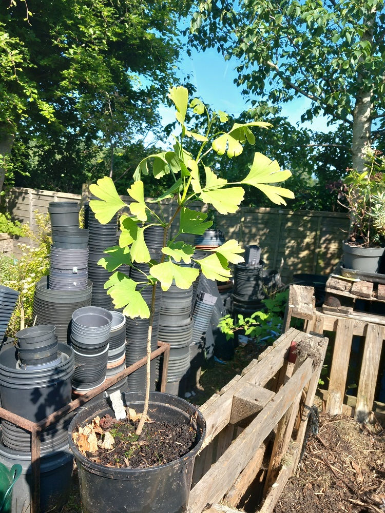 Thumbnail: 18in-2ft Ginkgo Biloba Tree 5litre potted Maidenhair tree