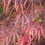 Thumbnail: Red Japanese Acer Palmatum Garnet" 3litre Pot