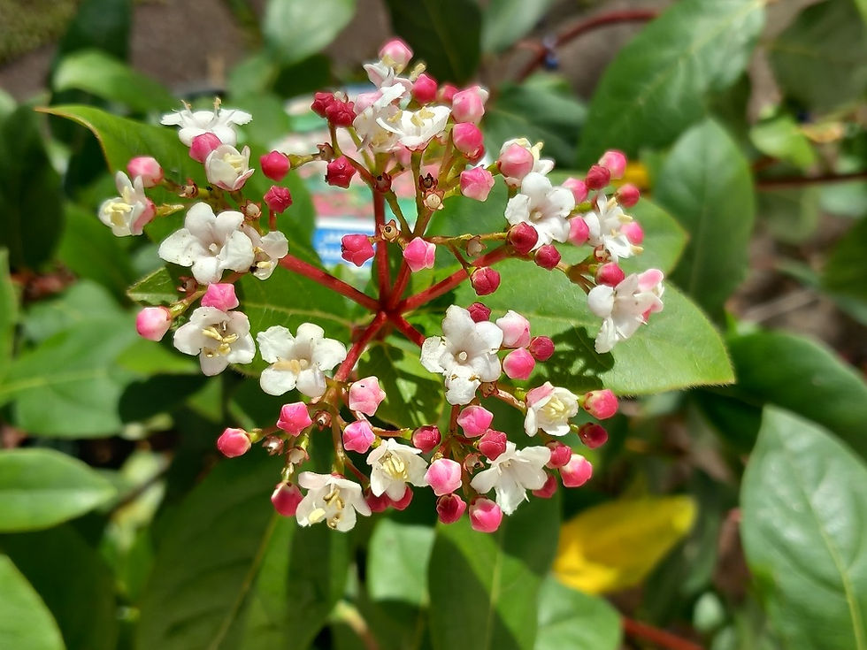 Thumbnail: Lg Viburnum Tinus GWENLLIAN Evergreen Shrub, 5litre pot