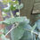 Thumbnail: Lg Eucalyptus Pulverulenta "Baby Blue" evergreen Aromatic Shrub