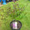 Thumbnail: XL Lilac Syringa Bloomerang Dark Purple Scented Shrub or dwarf tree
