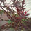 Thumbnail: Red Japanese Acer Palmatum Garnet" 3litre Pot