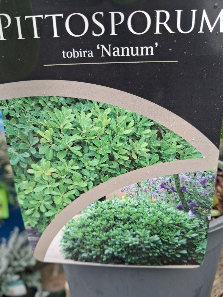 Thumbnail: Lg Pitttosporum Nanum TOBIRA scented Evergreen Shrub, 5litre pot