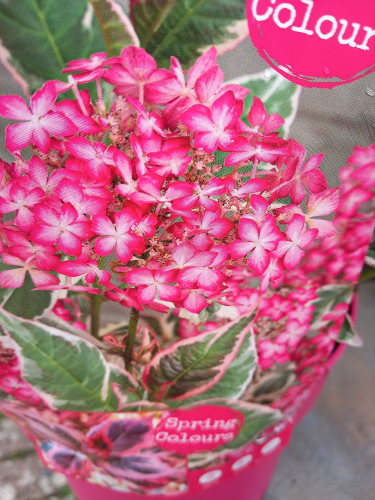 Thumbnail: Lg Bushy Hydrangea serrata Euphoria Pink  variegated Flowering Shrub