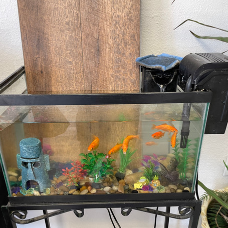 Fish tank still 01.jpeg