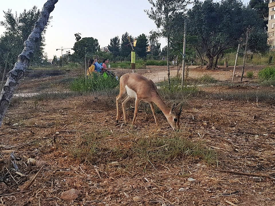 ממש לידינו