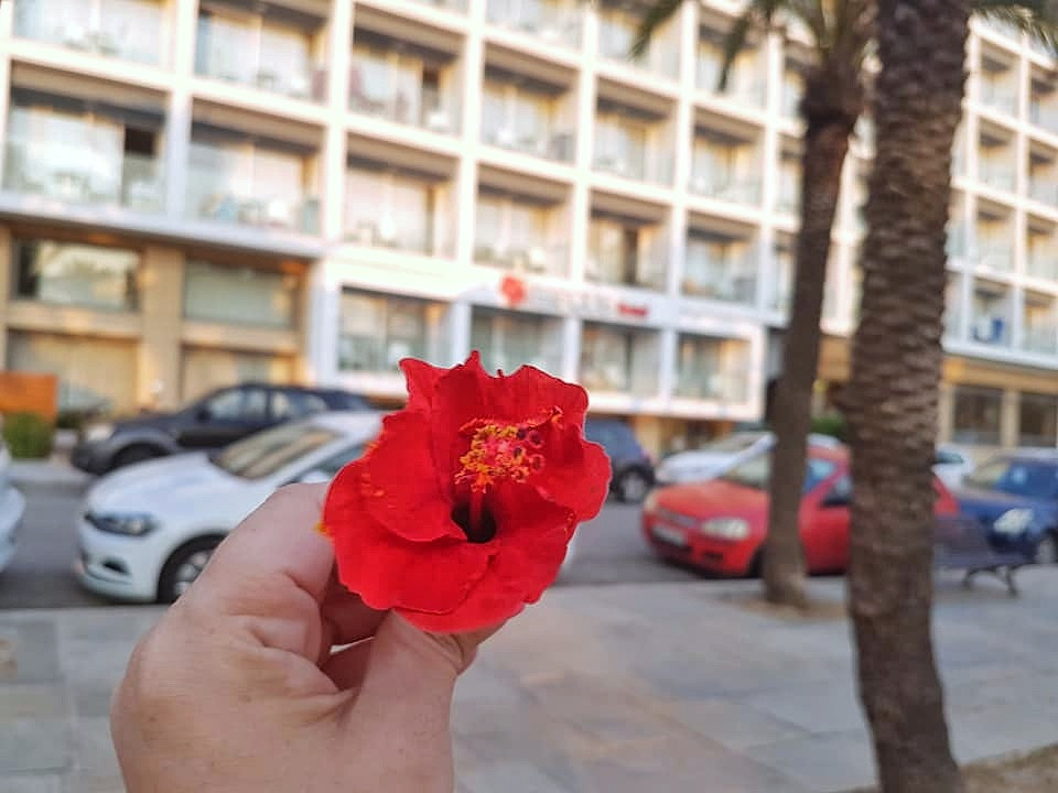 היבסקוס