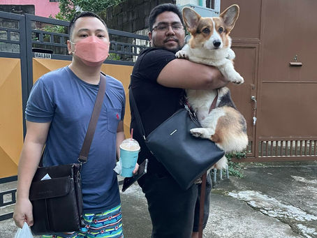 Duchess, the Corgi