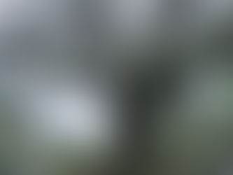  an image of an extremely old mossy oak tree in lowcountry south carolina with moss hanging