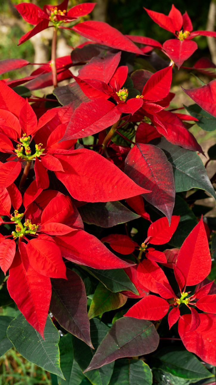 Barbados Forever Flowers Barbados Bridgetown