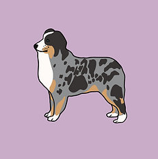 Australian_Shepherd_.png