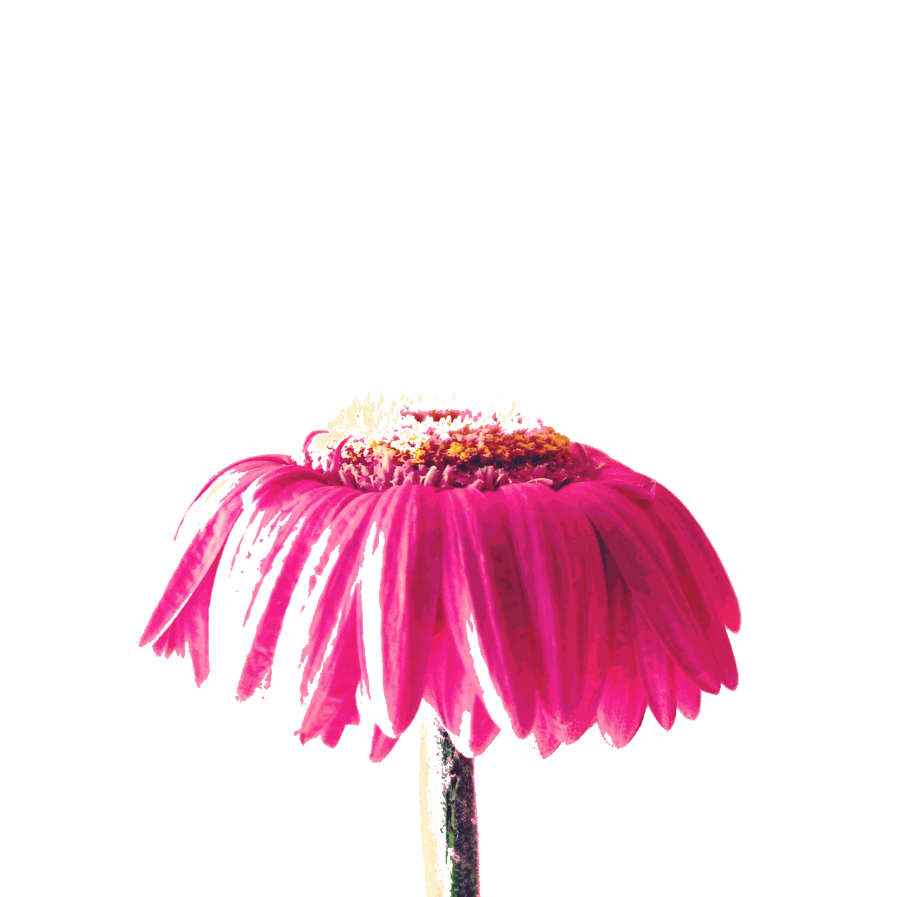 gerbera280.gif